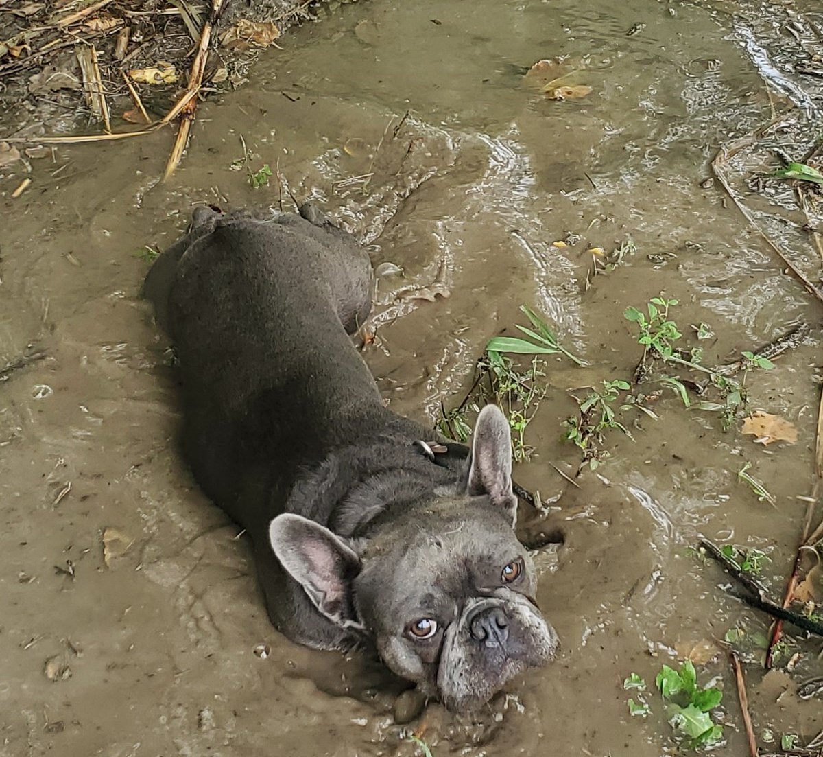 mizmackc's tweet photo. @iamkaylanicole Giving mom the stink eye cuz she yelled at me for laying in a mud puddle https://t.co/UMooyCb1mt