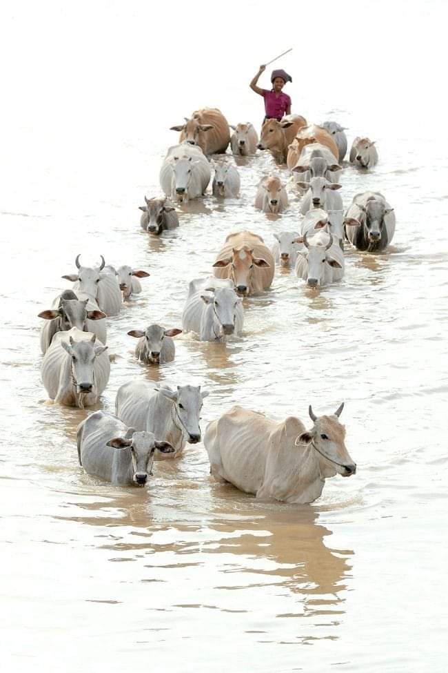 RakeshBeekhani's tweet photo. #Sindhfloods https://t.co/lWIkQceWfW