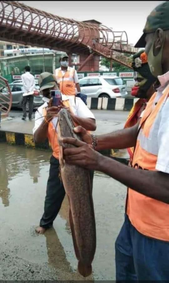 Sameer Mohan tweet media