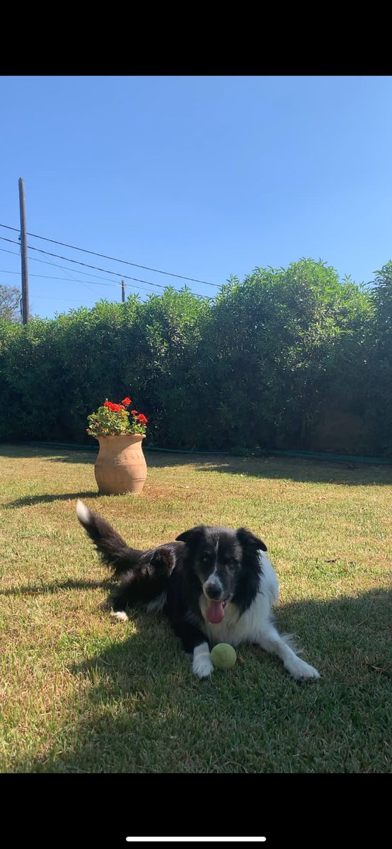 clararieram's tweet photo. S’ha perdut per la zona d’Establiments, Mallorca, un ca raça Border Collie que respon al nom Ponty. Qualsevol informació que es pugui tenir per favor contacteu-me. https://t.co/R5iob2UFhO