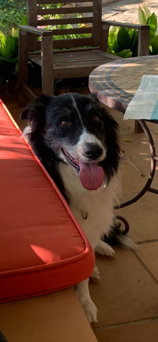 clararieram's tweet photo. S’ha perdut per la zona d’Establiments, Mallorca, un ca raça Border Collie que respon al nom Ponty. Qualsevol informació que es pugui tenir per favor contacteu-me. https://t.co/R5iob2UFhO