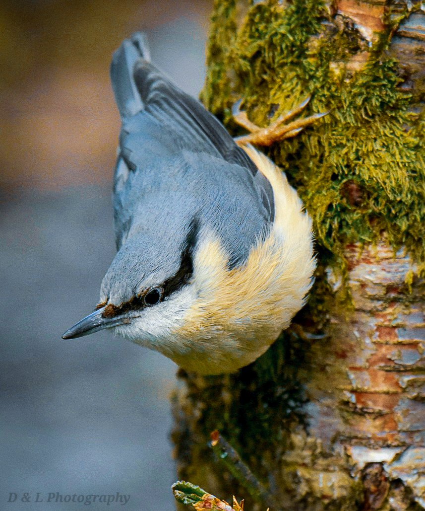 Nuthatch