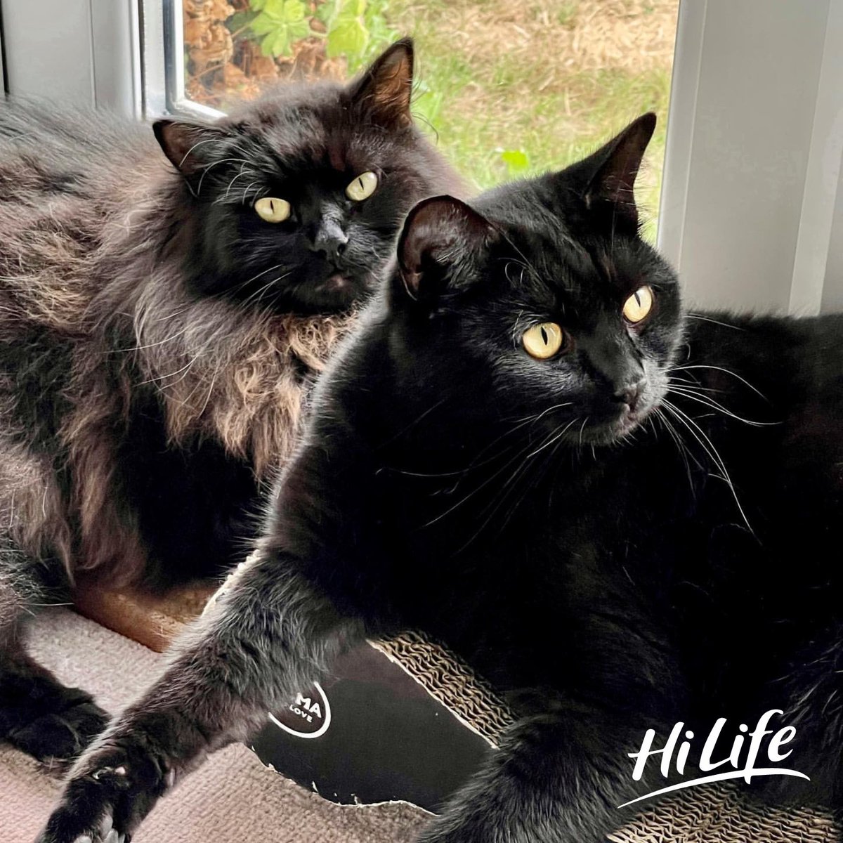 HiLifeCat's tweet photo. Happy #NationalBlackCatDay! Are you thinking "Isn't this a month away?" Well, we couldn't wait - so we're celebrating a month early too. We love black cats just as much as you &amp; wanted to celebrate their day of recognition, twice! 🐱 

Eddie &amp; Henry of eightfluffylegs on IG 📷😍 https://t.co/macwhbJqon