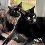Photo by HiLife Cat Food (@HiLifeCat)