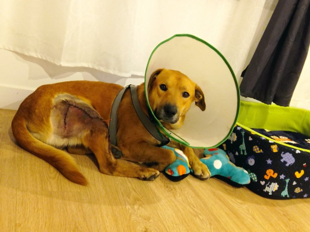 mividaconperros's tweet photo. @CamiloelRolo @RaulReyko @adoptanc_ @AnimalesBOG @dirtydahiana @PaulinaLaponte Hola, mira esto fue en Bogotá, yo no estoy directamente a cargo de la Adopción por asi decirlo, lo auxiliaron unos amigos míos, yo he ayudado a difundir en mis redes que manejan todo el tema de perritos. Se pueden comunicar al 3134087571 con oscar macias. https://t.co/QWR9k4aYV8