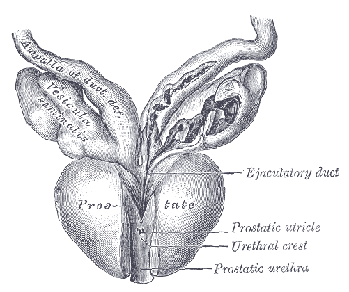 "Prostate" is a Middle French word derived from the Latin "prostata" which evolved from the Greek προστάτης (prostates) meaning "one who stands before", "protector", or "guardian". 

#CAT2022 #etymology