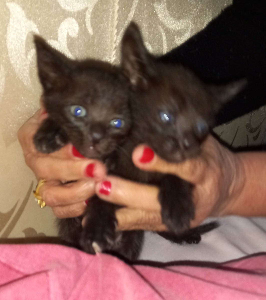 eliherrera67's tweet photo. Me ayudan a encontrarle un hogar a éstos lindos gatitos... negros 🐈‍⬛🐈‍⬛de ojos azules 💙... preciosos😍 su mamá ya les enseñó a  comer solitos y usar el arenero...son muyyy cariñosos 🥰 
Si deseas adoptarlos sólo escríbeme o llama al 0983.493132😃 RT x favor @christianchena https://t.co/D5Fvwbpi1K