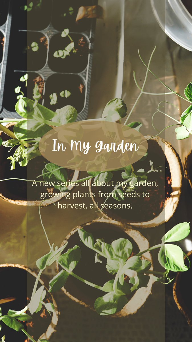 diary_tale's tweet photo. A new series all about a journey of gardening, from seeds to harvest, on my own terrace garden along with me.

IN MY GARDEN, Episode 1 is out now on our Diarytale website. Do check out.

https://t.co/ps7y8rqPWB

#New #Blog #blogpost #gardening #GardensHour https://t.co/AF3k2oBPFn