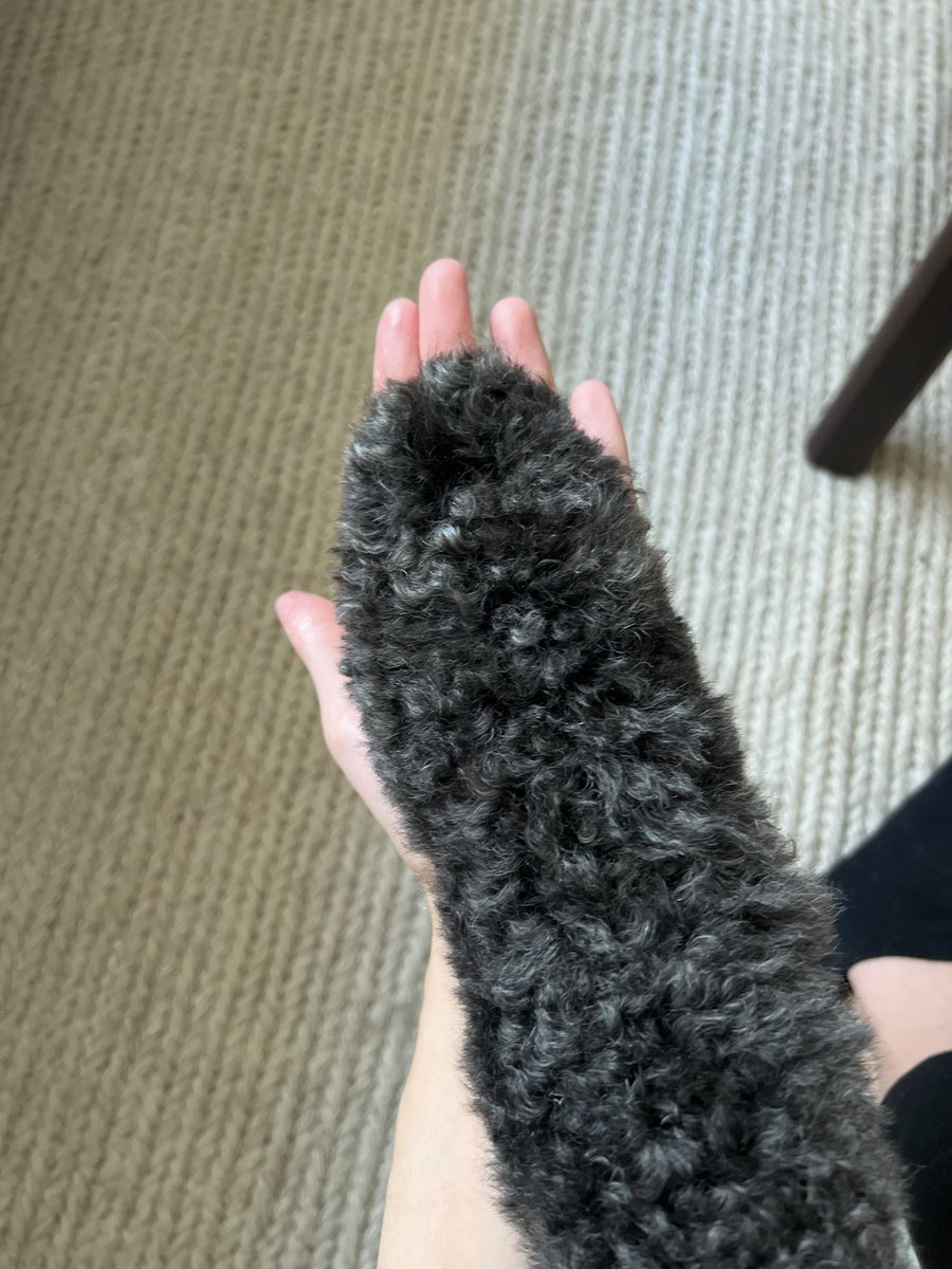 cakebaee's tweet photo. Apollo got his hair cut today and has the fluffiest paws 😭❤️ https://t.co/zvdYmaVELG