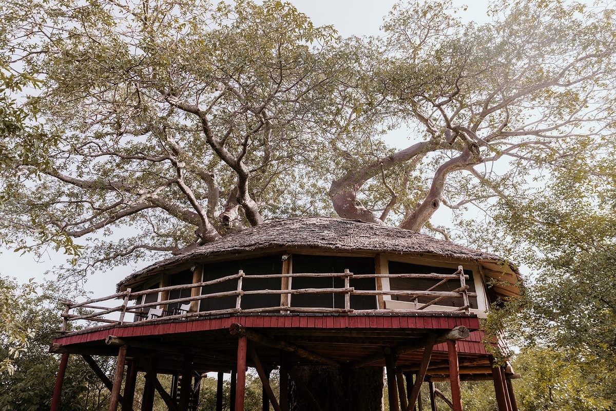 𝐔𝐥𝐭𝐢𝐦𝐚𝐭𝐞 𝐫𝐨𝐨𝐦𝐬 𝐰𝐢𝐭𝐡 𝐛𝐫𝐞𝐚𝐭𝐡𝐭𝐚𝐤𝐢𝐧𝐠 𝐯𝐢𝐞𝐰𝐬!

#TarangireTreetops #EncounterElewana