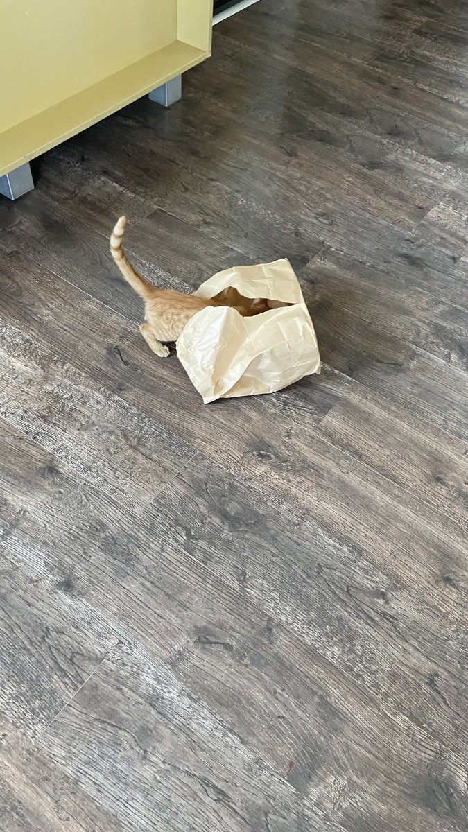 YesMolotowa's tweet photo. История одной удачной охоты. 
Теперь это Пиксель, и у него есть дом 🧡 https://t.co/qDm7Yn7XyT