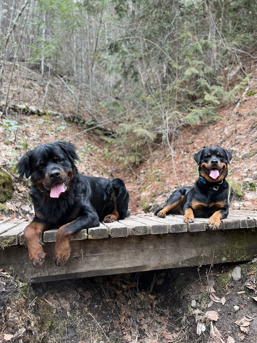 StephanieLawFit's tweet photo. @CBC These two are a good looking family! #rottweiler This big boy is a #longhairrotti which only 3% of the breed https://t.co/6YPAxEDnLO