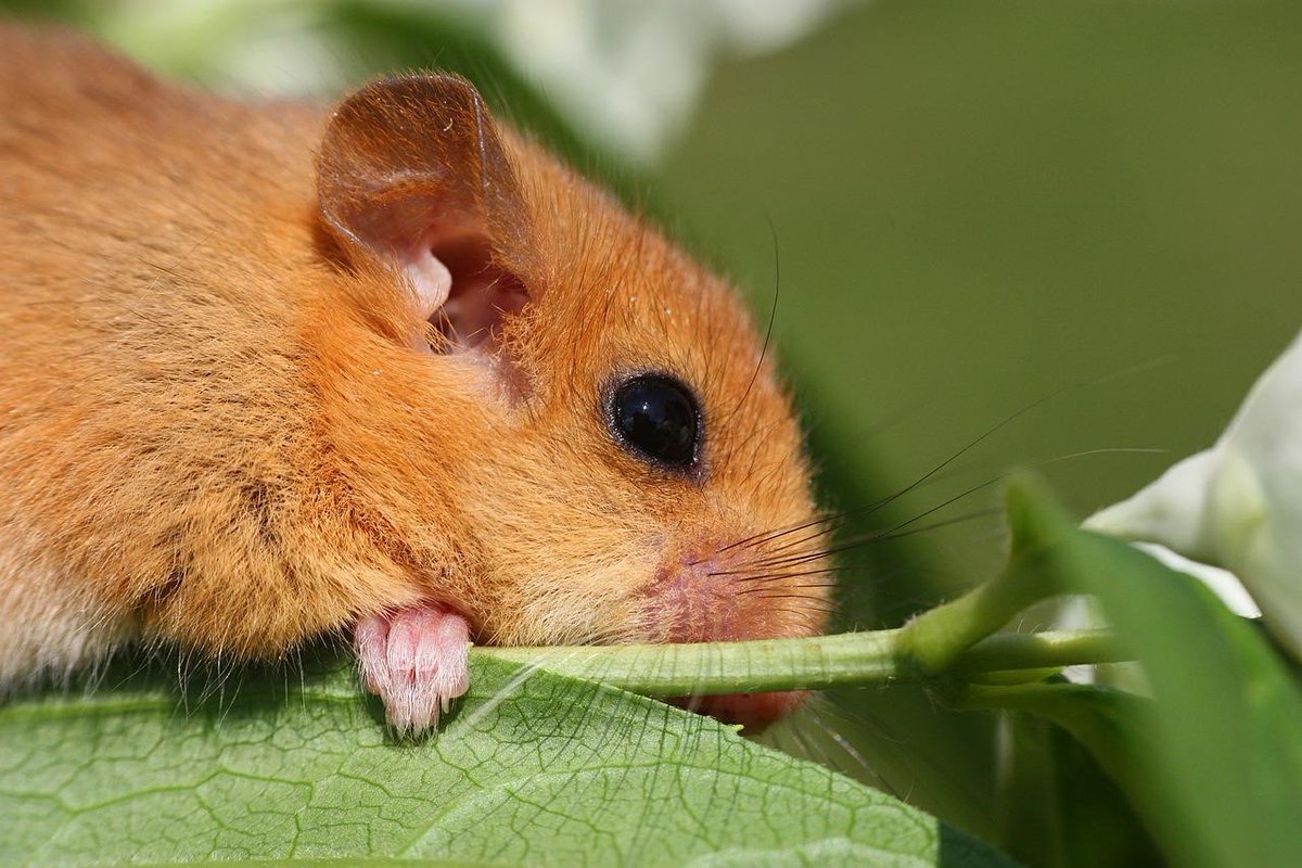 ot_pays_de_gex's tweet photo. 🔸 Le Saviez-vous ❓🔸 Le #muscardin a la taille d’une #souris. 🐁 Il a la faculté de détacher sa queue lorsqu’il est épié par un prédateur et c’est aussi un grand dormeur, capable d’hiberné 6 mois dans l’année. #paysdegex #montsjura #nature #faune #nature https://t.co/VdPBgfLYKD