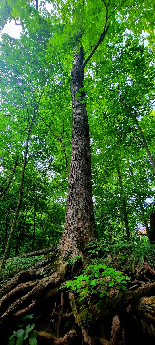 DeFord_Studios's tweet photo. May your arms never tire as you reach for your dreams.
@DeFord_Studios

https://t.co/OgRtkD7lMv

#followyourdreams #followyourheart #photographer @enjoyillinois @PeoriaParkDist #detwilerpark #peoria #naturelovers #tuesdayvibe #TuesdayThoughts https://t.co/4TPUGcXX7g