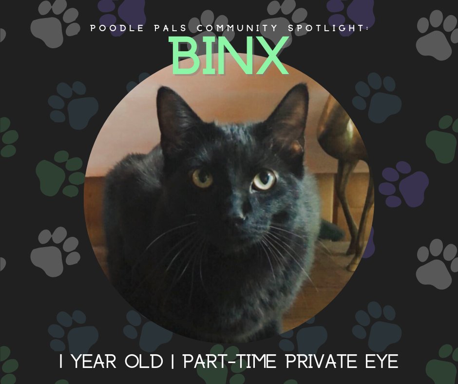 🚨Community Spotlight Alert 🚨
This week, we are featuring @E1even_xi 's cat "Binx" aka "Binxy! 🐈‍⬛
🧵[1/5]