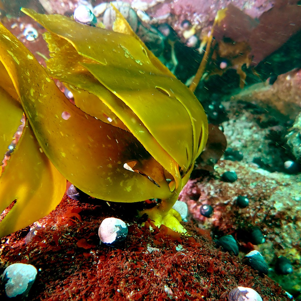 erasmomac's tweet photo. Otras fotos del último buceo en Chome 🤿📸 - El colorido y forma de diferentes algas marinas 😉
#biodiversidadmarina #Chome #algas #algasmarinas #algascoralinas #algascostrosas #Lessonia #LugaNegra #Delesseriaceae #Chile https://t.co/978JkBVEpV
