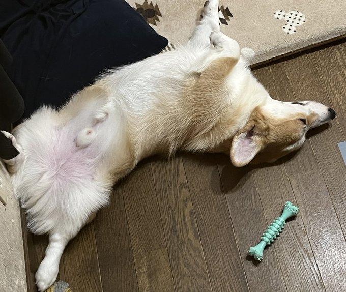 爆睡ねじれコーギー🐕💤 