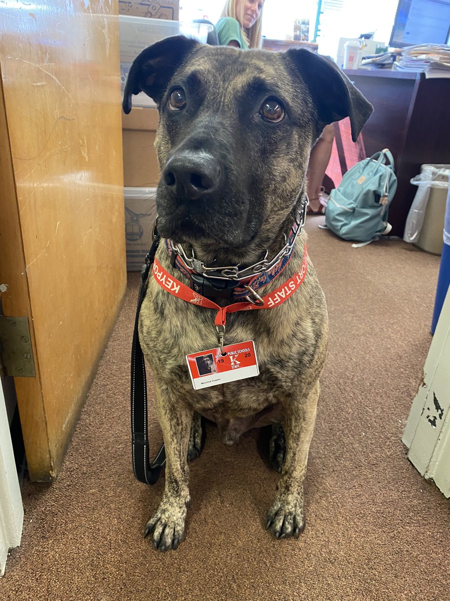 Had the pleasure of meeting our newest staff member today!  Maverick Drapkin! 🥰🐶 <a href="/KPSDCurriculum/">KeyportELA</a>