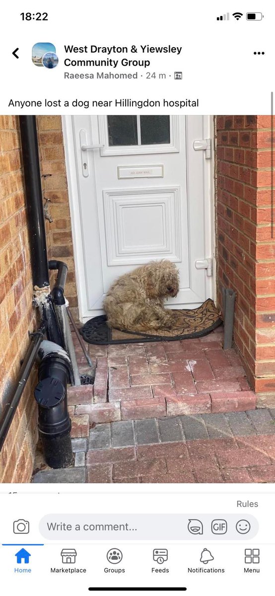 Please retweet to help FIND THE OWNER of this dog found near #HillingdonHospital #UXBRIDGE #LONDON 

Tues 30 August, now with the dog warden. He/she could be missing from another region, please share widely. 
CONTACT 
facebook.com/groups/5471520…
#dogs #pets  #UK <a href="/MissingPetsGB/">Missing Pets GB</a>