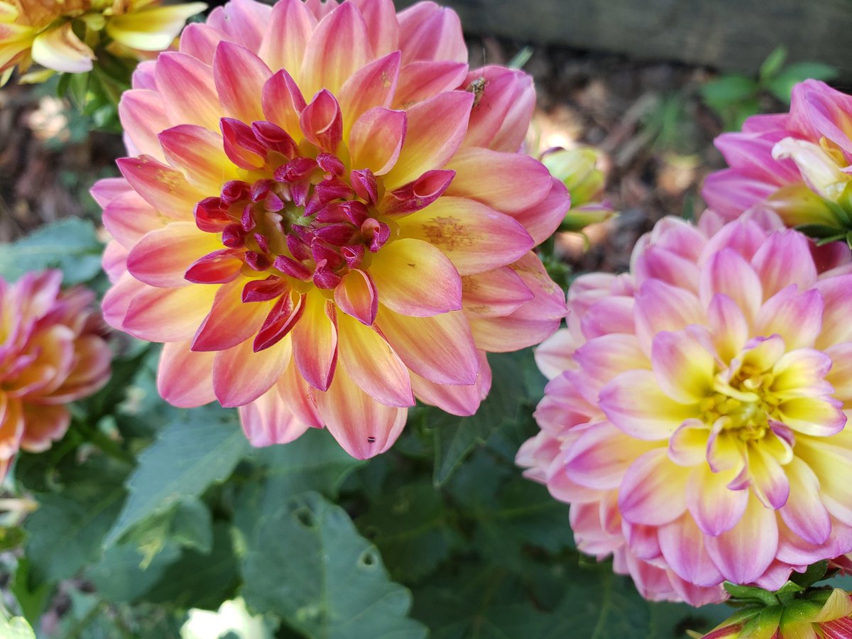 dotandspurs's tweet photo. At least my garden is liking these summer temps. https://t.co/LYBQpZ2igP