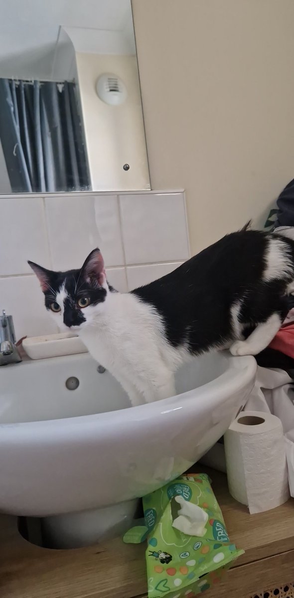 weenieonthings's tweet image. Weenie on sink