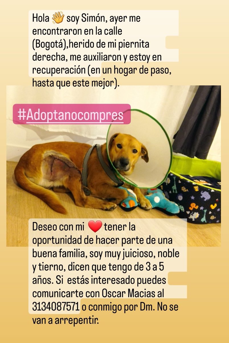 mividaconperros's tweet photo. #AdoptaNoCompres #perros #dogs #Bogotá #Colombia #DogLover https://t.co/gMPW027ggk