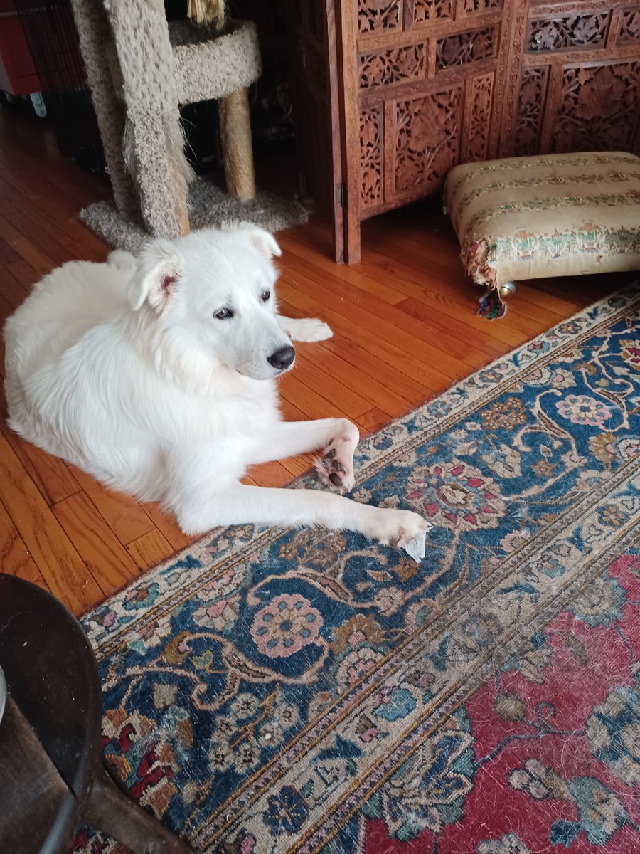 StakayaA's tweet photo. #iidentifyasadog #dog not a cat or a #thingsnottotalkaboutatwork https://t.co/oVE0bH83ZB