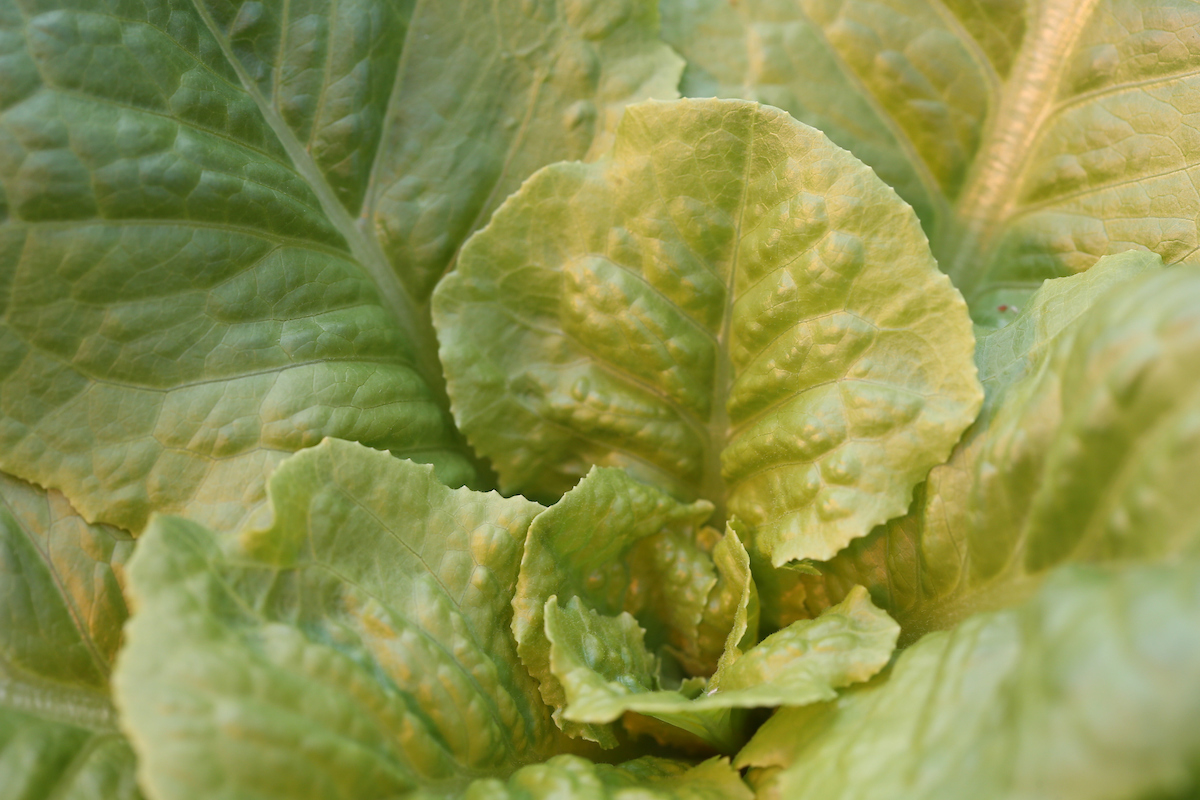 Join <a href="/purdueextmarion/">Purdue Extension - Marion County</a> for an Intro to Home Hydroponics workshop. #PurdueExtension urban agriculture educators and Krishna Nemali of <a href="/PurdueHortLA/">Purdue Horticulture and Landscape Architecture</a> will show you how to build a home hydroponics system <a href="/16Techinnovate/">16 Tech Innovation District</a> on Aug. 31 from 6-8 p.m. (ET). Register: bit.ly/3pKvNap