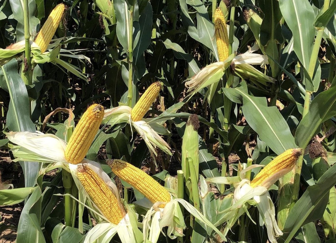 RevereSeed's tweet photo. It’s a beautiful day for some #prettycorn! And we love to see this #Revere1577 SSXRIB flexing its muscle on Lotsa Rock Farms in Clarke County, Virginia. #RevereCorn #RevereSeed https://t.co/lnpfDQ93vB