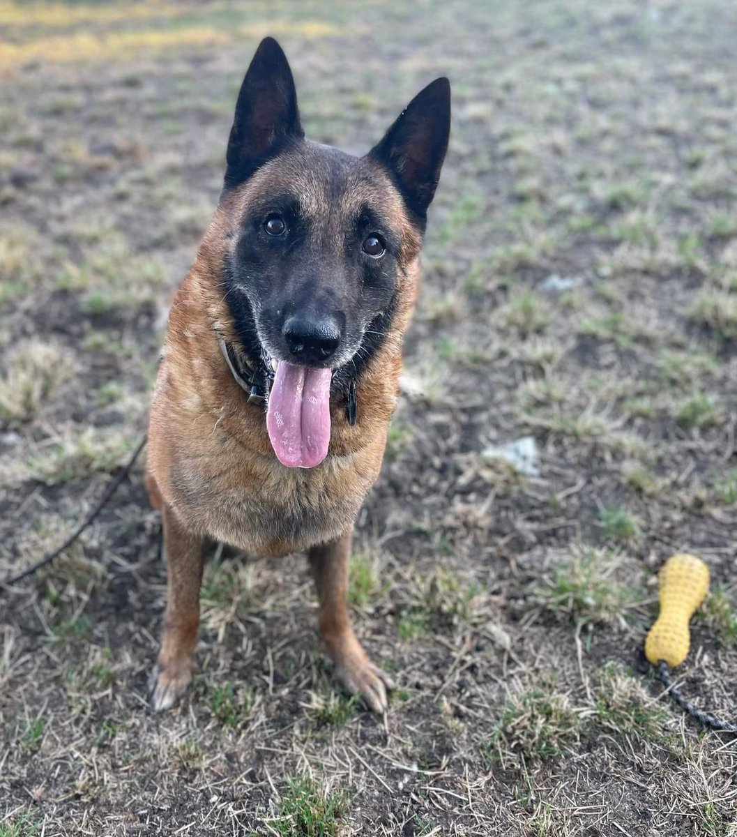 Heropawsuk's tweet photo. This handsome boy is so cheeky,he's been with us a while now and needs a home where he can learn how to live in harmony with furnishings 🛋 
He needs an active,experienced home and could live in an appropriate kennel with view to promoting to the house 🏡 hprehoming@outlook.com https://t.co/sBZBlRITg9