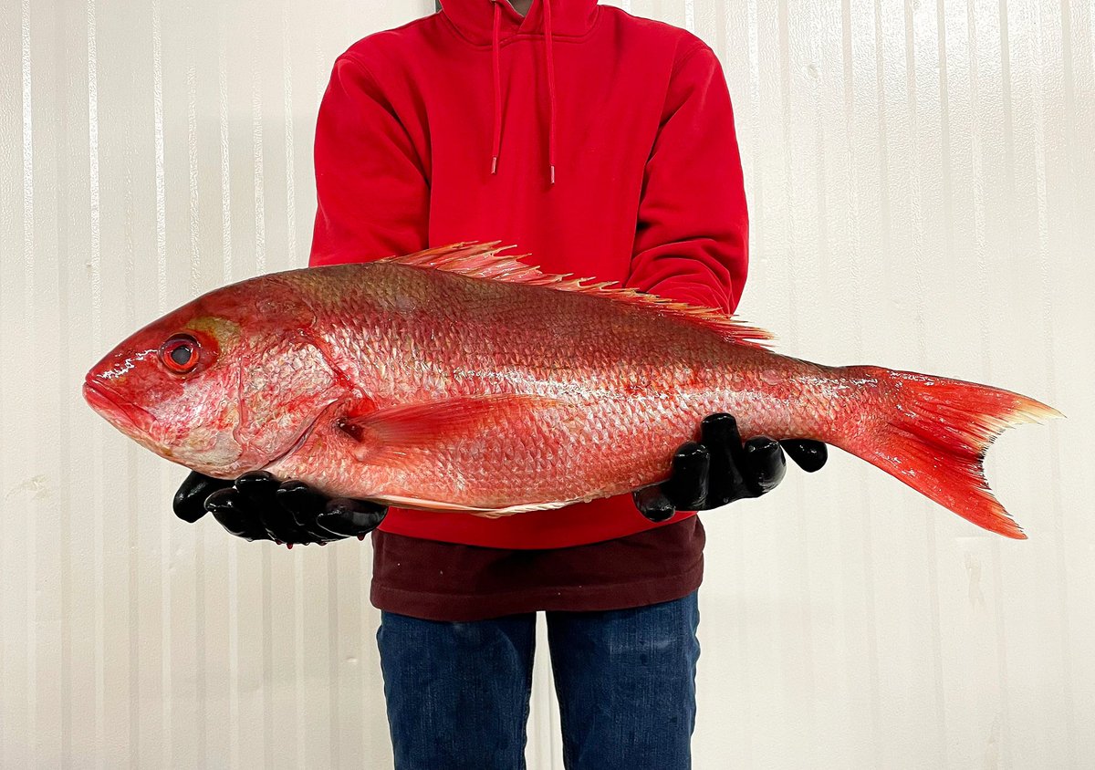 SamRustSeafood's tweet image. Fresh catches to keep on your radar this week 👀 
🐟 Puppy Drum (Red Drum)
🦞 Florida Spiny Lobsters
🐠 6-10# Silky Snapper 
🌊 East Coast Halibut 
🦐 21/25 Shrimp

#tuesdayvibe #eatlocal #seafood #seafoodlover #freshfish #va #puppydrum #halibut #snapper #shrimp