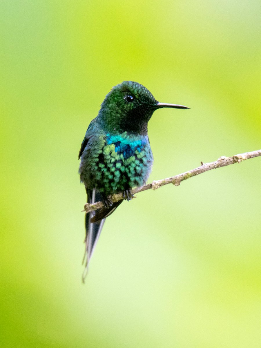 birdwatchingcol's tweet photo. Hello honey,๐ฅน I am 2.6 gr of pure tenderness, I like to frequent flowers like good Hummingbird. I hunt insects and inhabit the humid forests of the Western mountain range
Check our set departure https://t.co/SHKBOwywMG #TweetWatching #BirdWatchingColombia-From-Your-Lenses-2023- https://t.co/RHmfuzfGIR