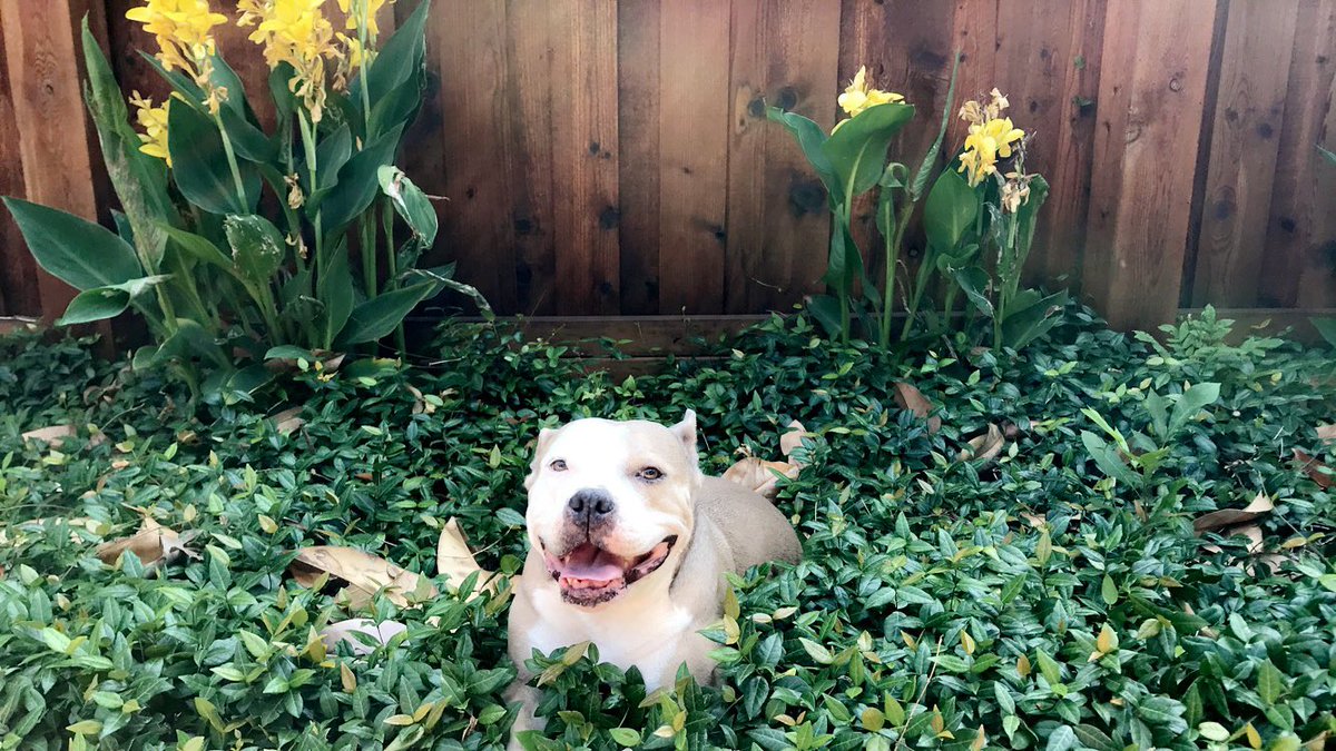 ahutchie9's tweet photo. @dog_rates @Trupanion This is Baby the pittie! She’s in heaven now but she was the sweetest girl in the whole world! https://t.co/73a9tNa8JL