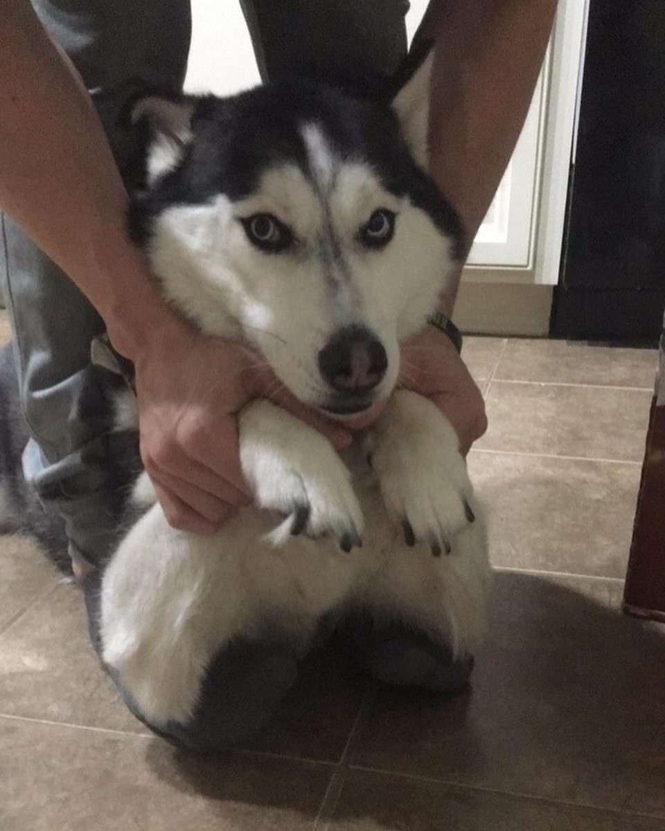 mellow_messiah's tweet photo. Lost our puppy girl a few nights ago. It still doesn’t feel real, &amp; I feel so useless and helpless. She was the sassiest queen &amp; we were lucky enough to be there with her as she left us. Hug your pets tight every night. Thank you for the 7 years of love and floof. #olliethehusky https://t.co/qilfbTFTgz