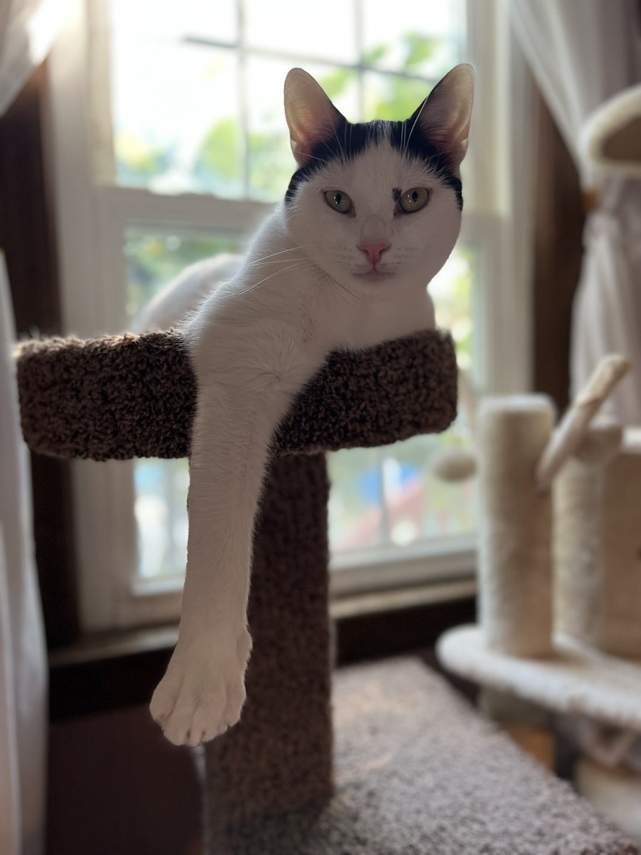 JCA2374's tweet photo. @TheCatSenate It changes daily. https://t.co/JdPbS4JycS