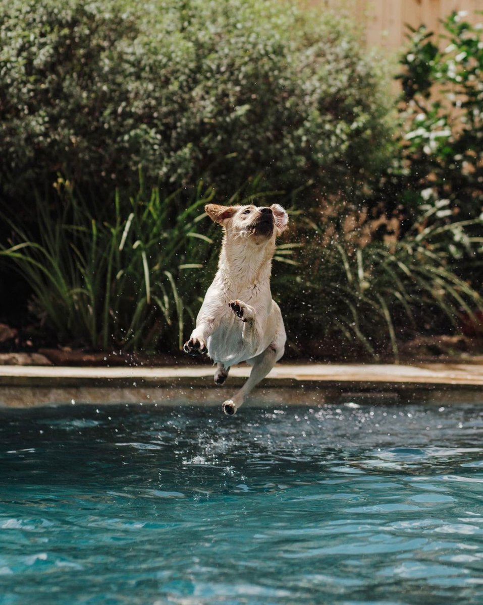 texasgov's tweet photo. Just like Annie here, we’re planning on jumping with joy into the last long weekend of summer. Enjoy y’all! #TexasTails 📷: @hearthandhowl https://t.co/ytuigRC9g2