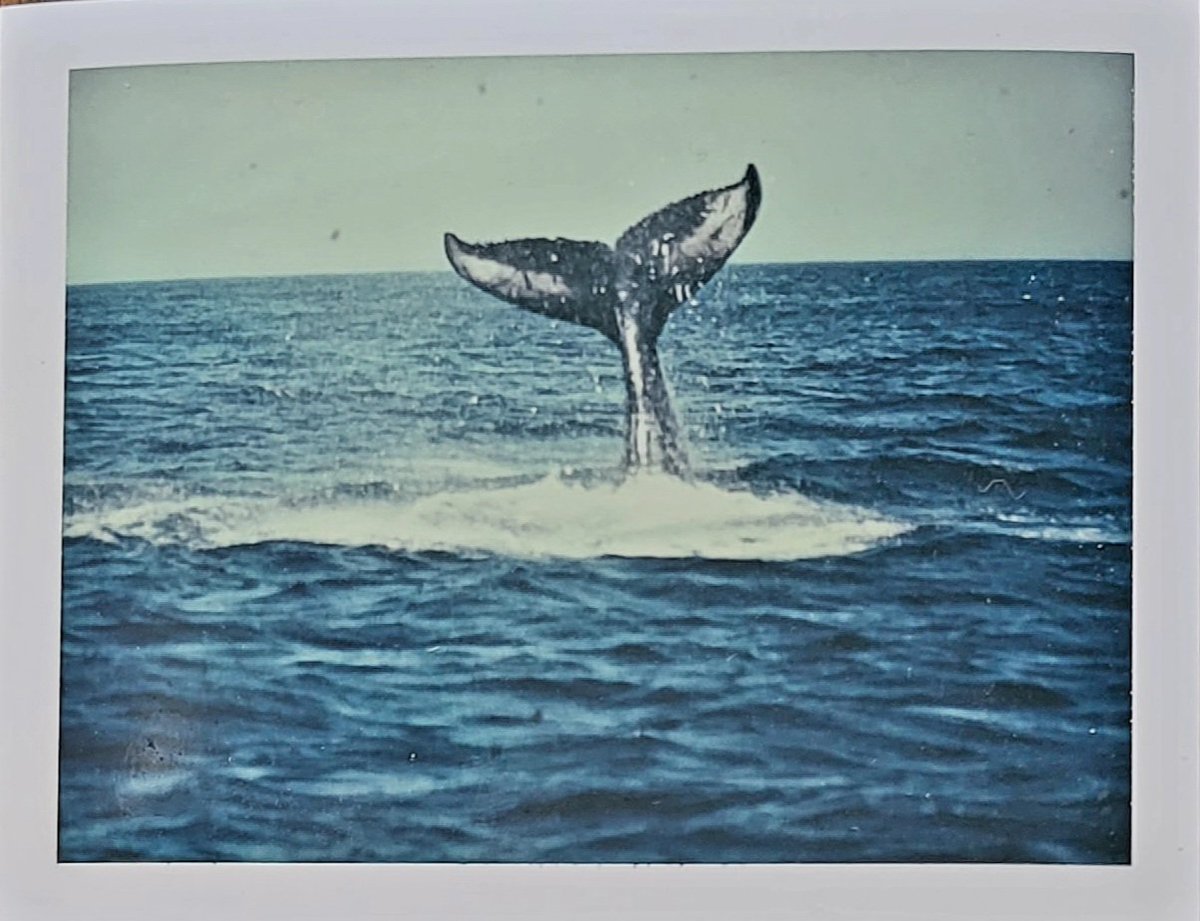 My first Auction on #objkt. RELISTED.

Whale of a Tale
Reserve 15 #xtz   
Edition 1/1
Polaroid 669ER film

What an amazing experience to watch a mum & calf whaleback frolicking for 40 odd minutes.
#TezTuna #tezoscollectors #tezos    #CoastalLife #TunaTerritory #Newfoundland