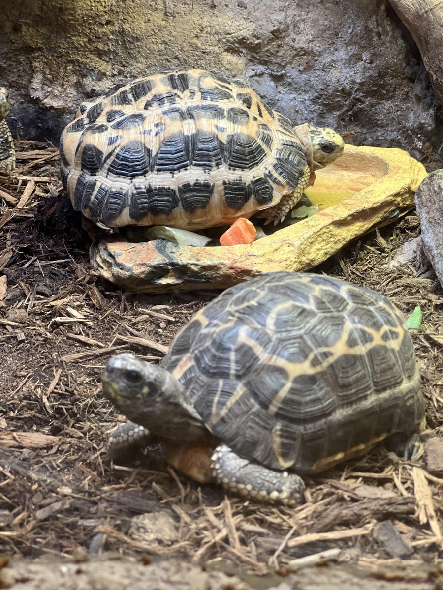 For #tortoisetuesday, we happily present the Spider Tortoise! One of the world's smallest tortoises, they max out around 7 inches. They're the smallest of four tortoises that live on the island of Madagascar. No hard data proves this, but they are said to live up to 70 years!