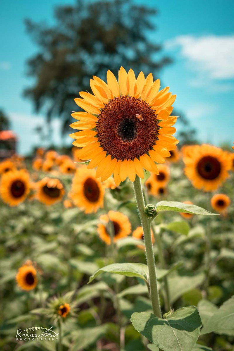 Sunflower aesthetics 
.
.
.
.
#thelensbible #streetleaks #loadedlenses #artofvisuals #moodygrams #createexplore #streetstyle #instagood #agameoftones #streetphotography #hypebeast #phonephotography #streetdreamsmag #way2ill #meistershots #summer  #photography #Sunflower