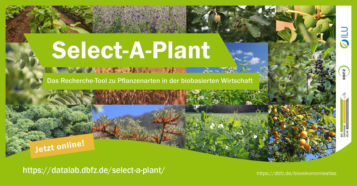 🌱🍏Welche Pflanzen können in der #Bioökonomie zu Leim verarbeitet werden oder sind hervorragende Dämmstoffe? Die Antworten hat unser Tool „Select-A-Plant“! 75 Pflanzensteckbriefe jetzt recherchieren: ➡️datalab.dbfz.de/select-a-plant 
@DBFZ_de <a href="/ILU_BadBelzig/">Institut für Lebensmittel- und Umweltforschung e.V</a>