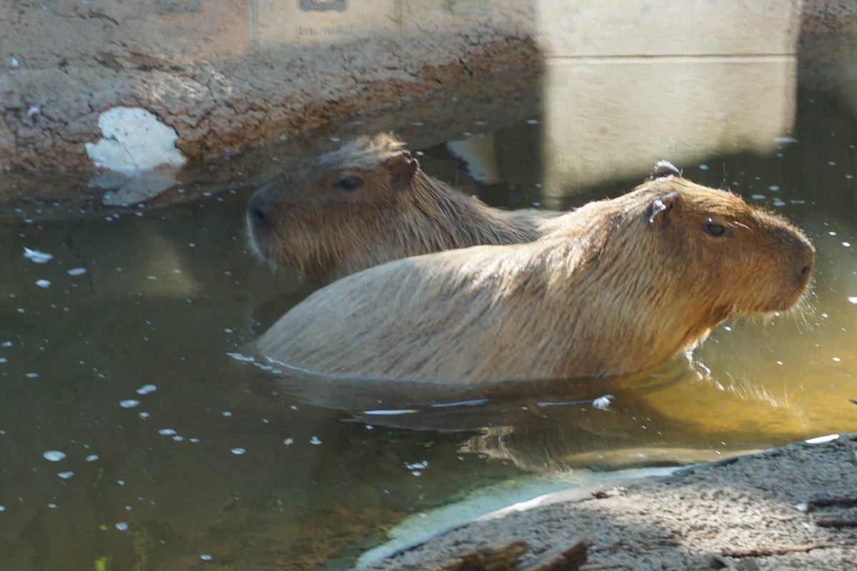 More Capybara content, and of course they are back in the water. They have partially webbed toes and their pig-shaped bodies are adapted to keep them moving in the water. Noreena and Buttercup also have duck friends, and they don't mind sharing their pond 🦆
