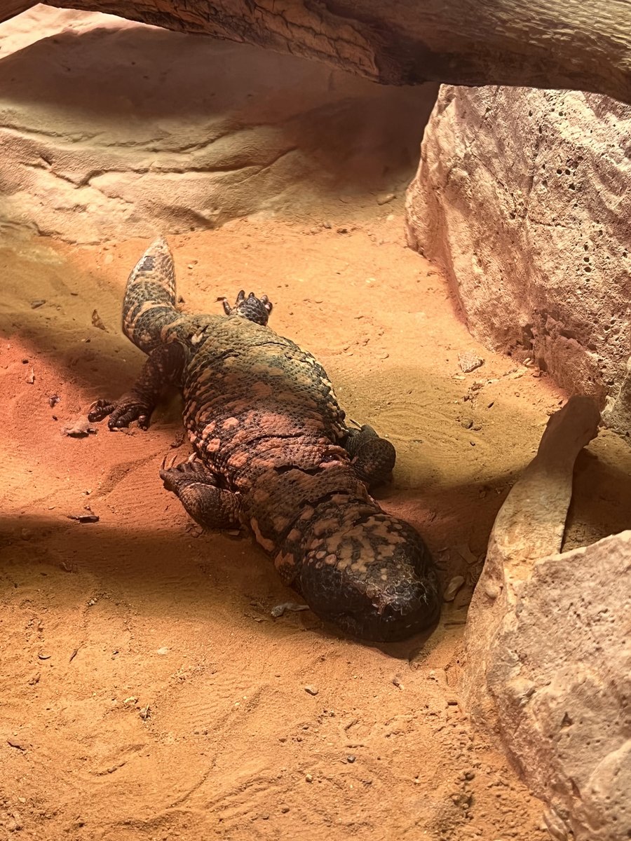 Shhhh- it's #SleepySaturday for our Gila Monster, Popeye. They are diurnal, but mostly active in the mornings. So if you visit him in the Deserts Building, he will most likely be sleeping 💤