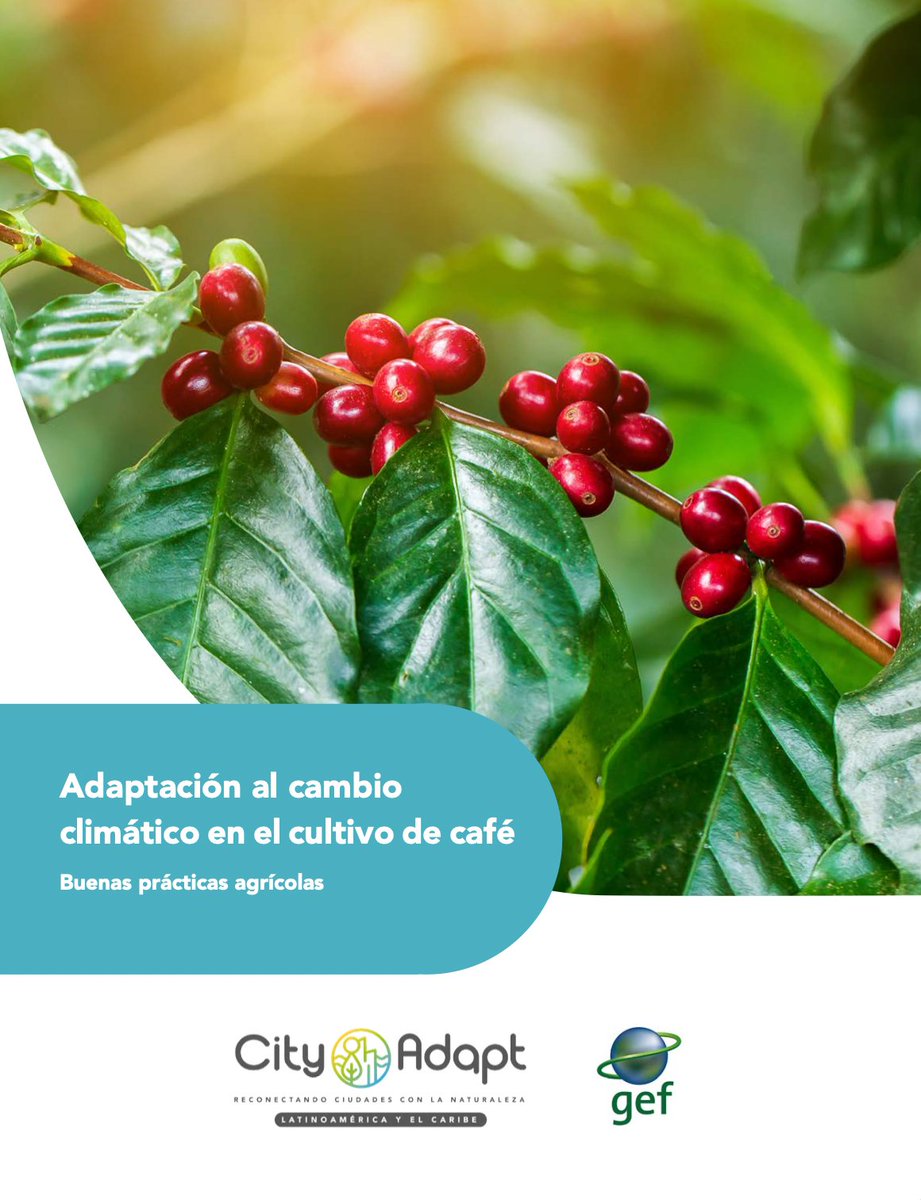 teebcafemexico's tweet photo. El #cambioclimatico ya afecta gravemente a las plantaciones de café y es importante tomar medidas de adaptación y fortalecer las capacidades de los productores. Descarga en el siguiente link esta guía recién publicada ☕🌳👉: https://t.co/pesw5K0q9c... #cafemexicano #CityAdapt https://t.co/o1NyHDrlBF