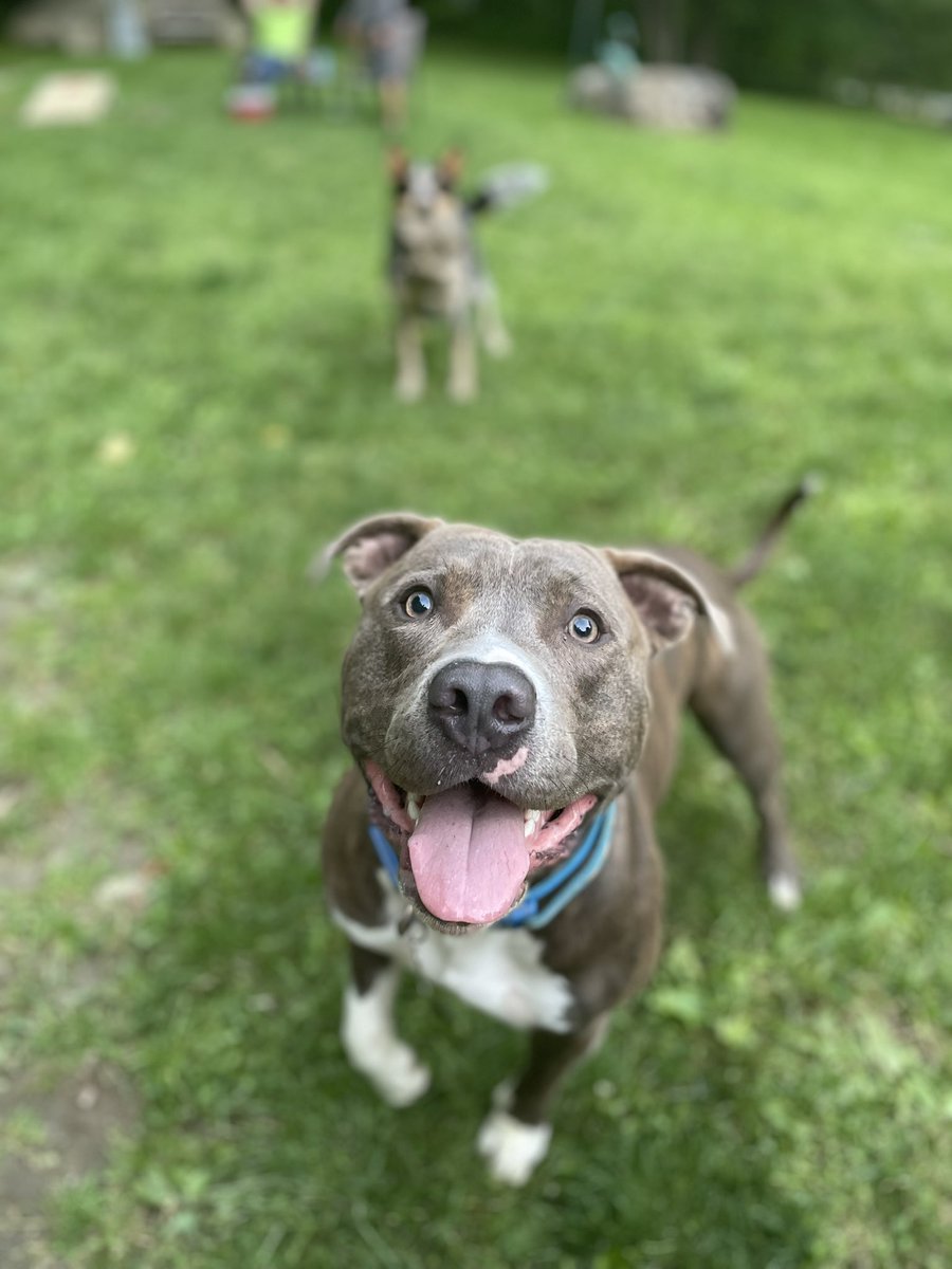 TaylorBoutwell's tweet photo. @dog_rates https://t.co/2xVFdRuZZs