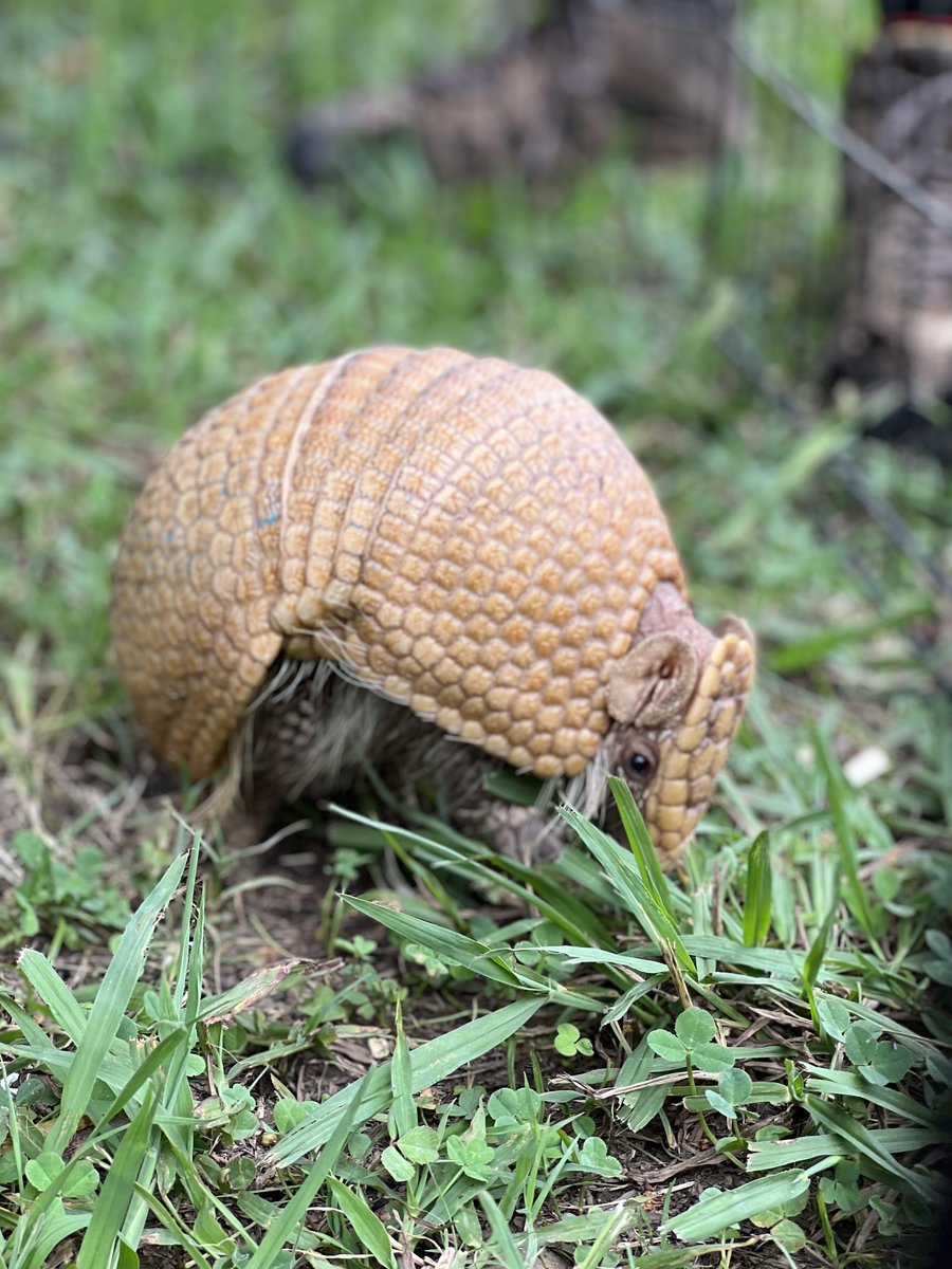 #SpeedySunday brought to you by, Tonka, the three-banded armadillo! He is so fast, despite having plenty of photos of him, these are the only ones not completely blurred out! Did you know that three-banded armadillos are the only armadillos who can curl completely into a ball?