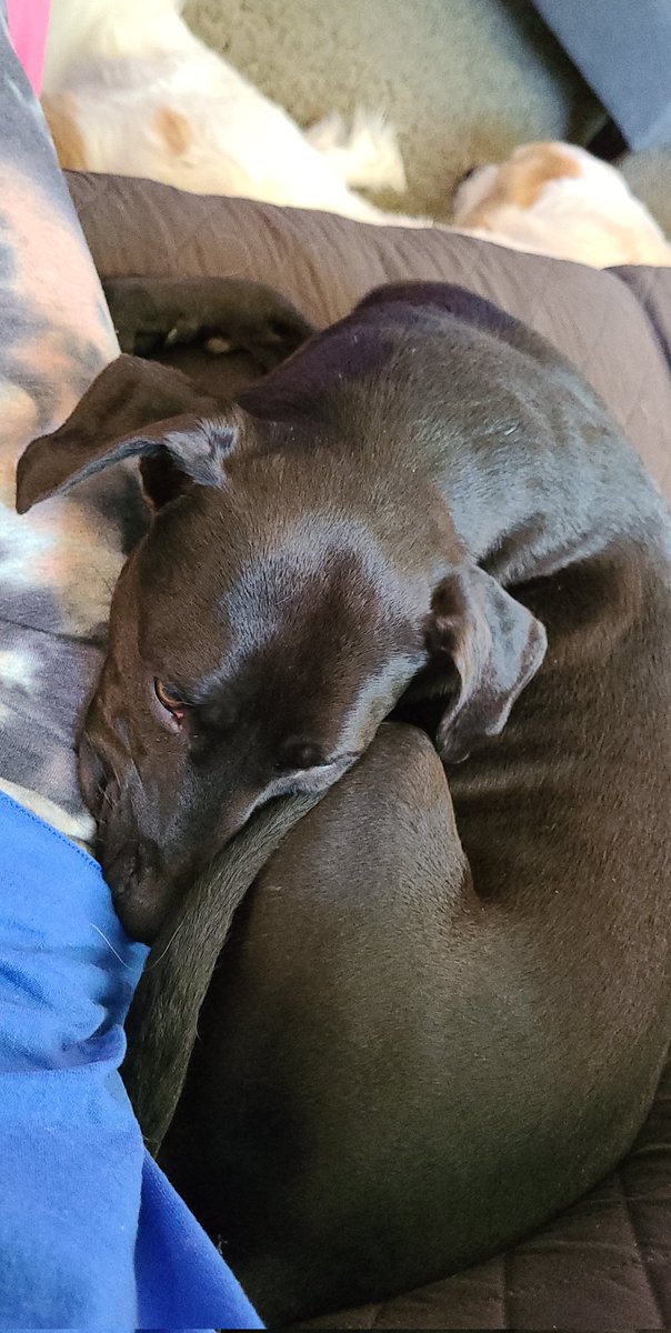 yeah_liv's tweet photo. @dogfather sweet Bella 💕 @Michael__Richa https://t.co/NEx9gEiN2q