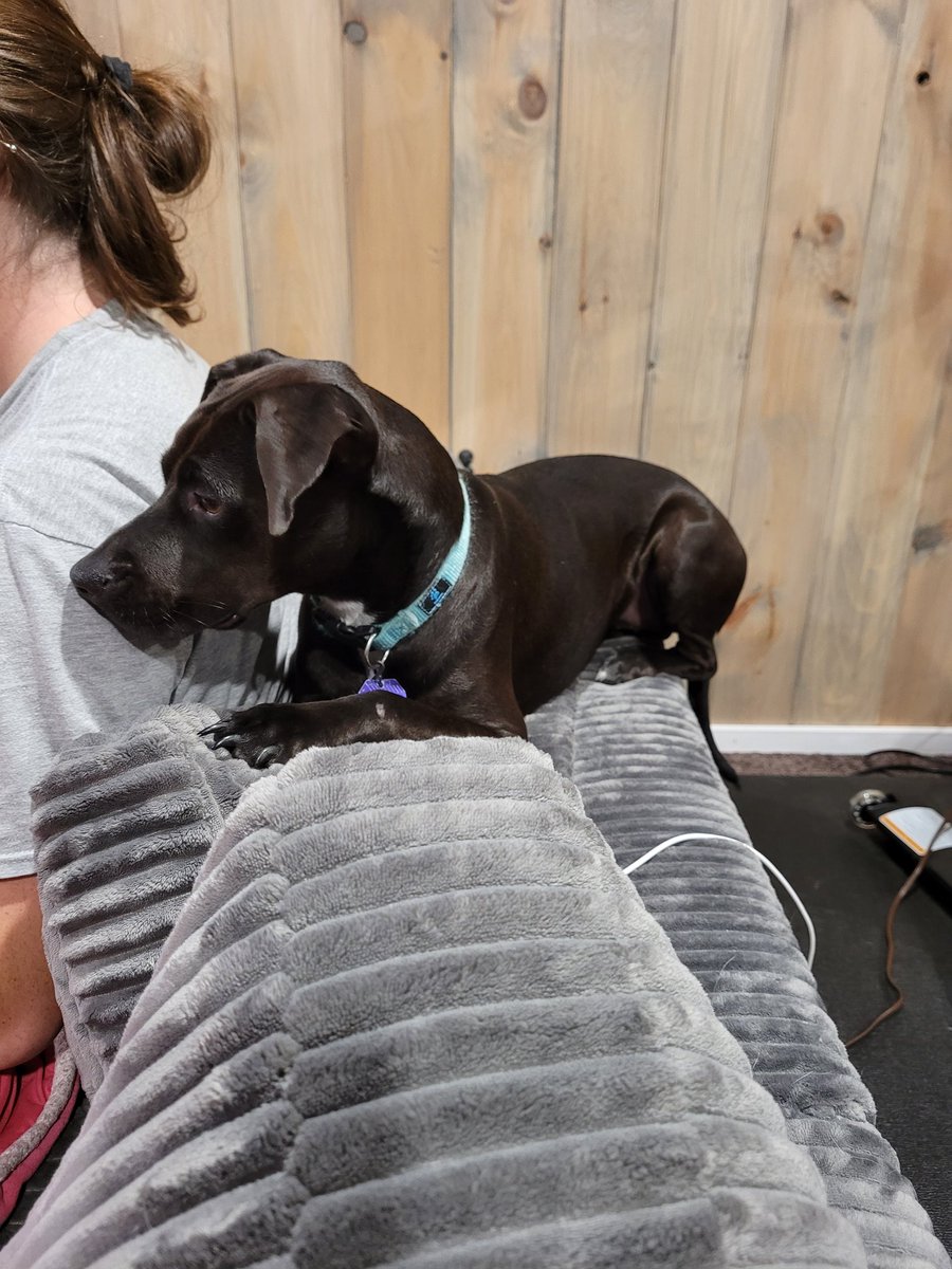 yeah_liv's tweet photo. @dogfather sweet Bella 💕 @Michael__Richa https://t.co/NEx9gEiN2q