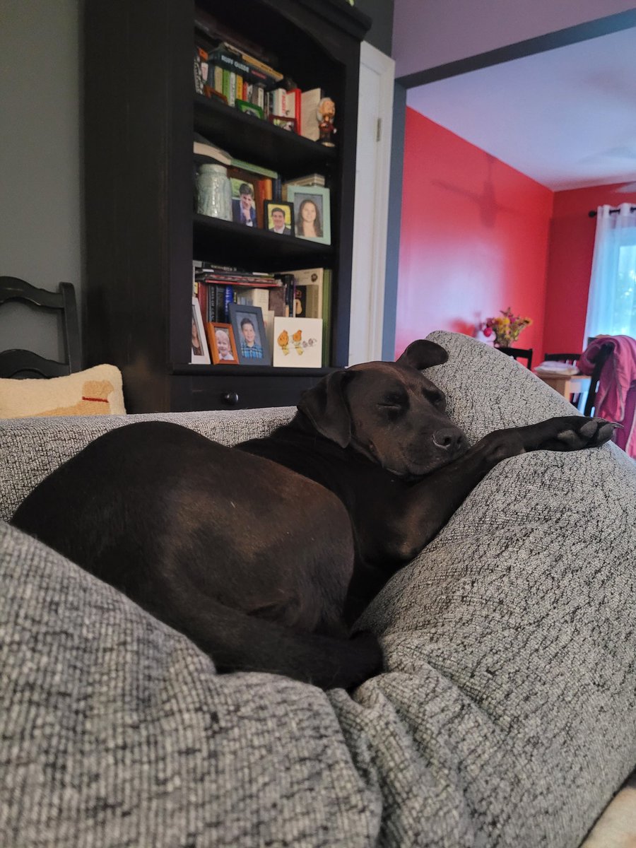 yeah_liv's tweet photo. @dogfather sweet Bella 💕 @Michael__Richa https://t.co/NEx9gEiN2q