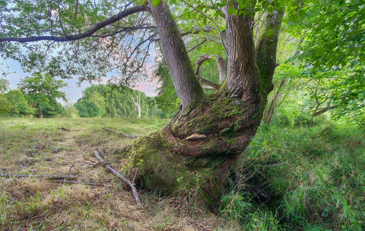 MatthewJThomas_'s tweet photo. Brand new discovery! At a massive 5.5m in circumference this is the largest single stemmed Goat Willow in Sussex. It grows by Buncton Stream, #Wiston. It's no 233483 in the ancient tree inventory (waiting verification) @WoodlandTrust  #thicktrunktuesday https://t.co/dnZvdRlbVz
