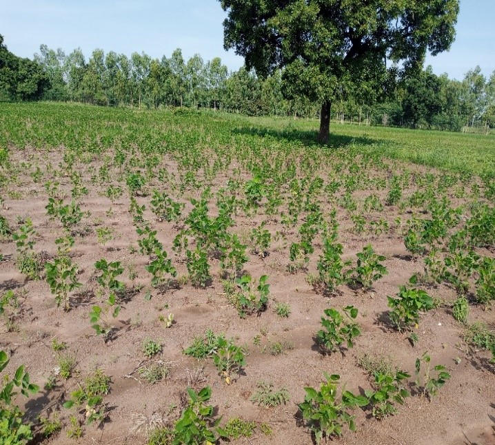 Projet FAPROVIAQ (@faproviaq) on Twitter photo Le <a href="/CIRDES_BF/">CIRDES</a> a effectué en août 2022 des tournées de supervision auprès des #agropasteurs formés sur les itinéraires techniques des semences #fourragères à double objectif pour le compte de <a href="/faproviaq/">Projet FAPROVIAQ</a> dans les régions des Hauts bassins, des Cascades et du Sud-Ouest.
<a href="/ARAA_CEDEAO/">ARAA-CEDEAO</a> Le <a href="/CIRDES_BF/">CIRDES</a> a effectué en août 2022 des tournées de supervision auprès des #agropasteurs formés sur les itinéraires techniques des semences #fourragères à double objectif pour le compte de <a href="/faproviaq/">Projet FAPROVIAQ</a> dans les régions des Hauts bassins, des Cascades et du Sud-Ouest.
<a href="/ARAA_CEDEAO/">ARAA-CEDEAO</a>